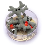 GM Petri Dishes