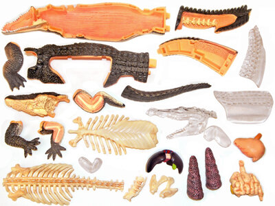 4D Master 4D puzzel - Wetenschap biologie anatomisch model 26114 krokodil
