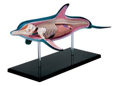 4D Master 4D puzzel - Wetenschap biologie anatomisch model 26103 dolfijn