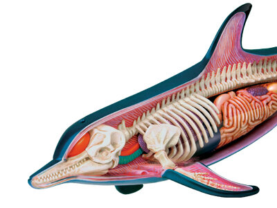 4D Master 4D puzzel - Wetenschap biologie anatomisch model 26103 dolfijn