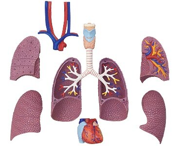 4D Master 4D puzzel Super Deluxe 26080 Torso 1:2.5 Scale