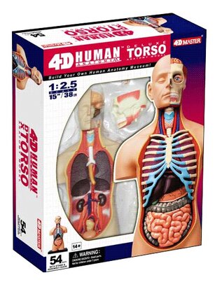 4D Master 4D puzzel Super Deluxe 26080 Torso 1:2.5 Scale