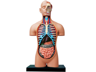 4D Master 4D puzzel Super Deluxe 26080 Torso 1:2.5 Scale