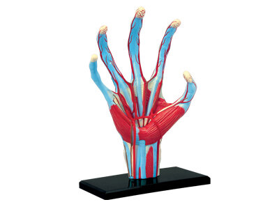 4D Master 4D puzzel - Wetenschap biologie 26057 hand 1:1.5 Scale