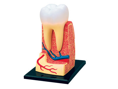 4D Master 4D puzzel - Wetenschap biologie 26061 kies met wortels 2:1 Scale