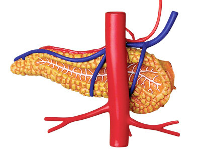 4D Master 4D puzzel - Wetenschap biologie 26065 maag 1:2 Scale