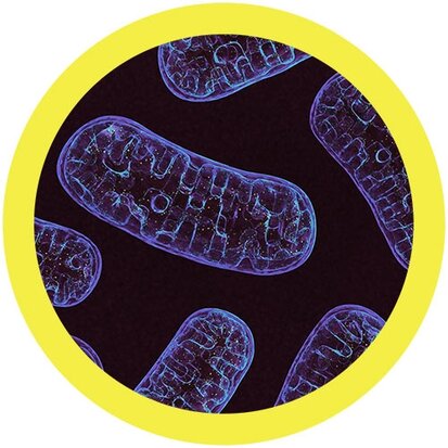 Giant Microbes Orgaan - Wetenschap biologie mitochondria