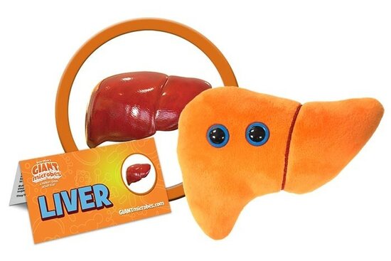 Giant Microbes Orgaan - Wetenschap biologie lever