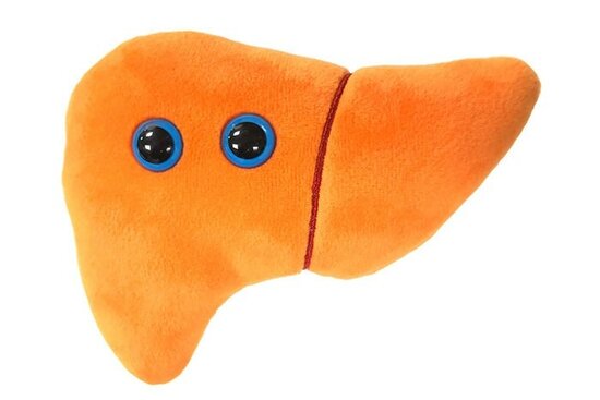 Giant Microbes Orgaan - Wetenschap biologie lever