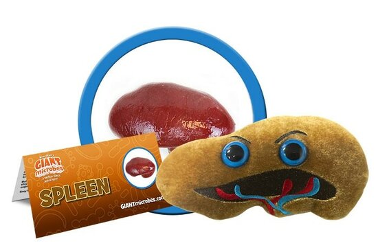 Giant Microbes Organ - Science Biology Plush Spleen