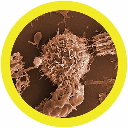 Giant Microbes Plush - Science Biology Cell Leukemia Malignant Neoplasm