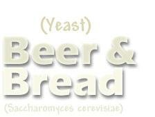 Giant Microbes Beer and bread (yeast - gist)