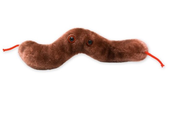 Giant Microbes Diarrhea (Campylobacter jejuni)