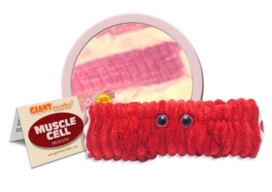 Giant Microbes Muscle Cell (spiercel)