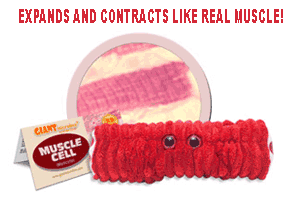 Giant Microbes Muscle Cell (spiercel)