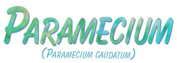 Giant Microbes pluche Paramecium (Pantoffeldier)