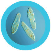 Giant Microbes pluche Paramecium (Pantoffeldier)