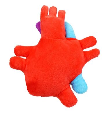 Giant Microbes Human Heart Organ