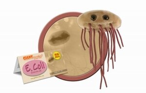 Giant Microbes E. coli bacteria