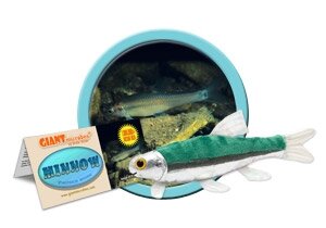 Giant Microbes Minnow (Pimephales Notatus)