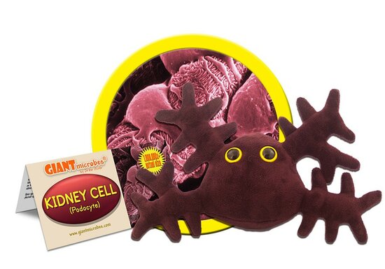 Giant Microbes Kidney Cell