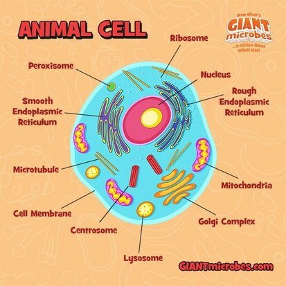 Giant Microbes pluche Animal Cell (dierlijke cel)