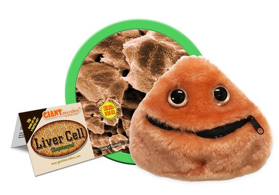 Giant Microbes Liver cell (Lever cel - Hepatocyte)