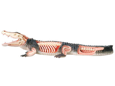 4D Master 4D puzzel - Wetenschap biologie anatomisch model 26114 krokodil