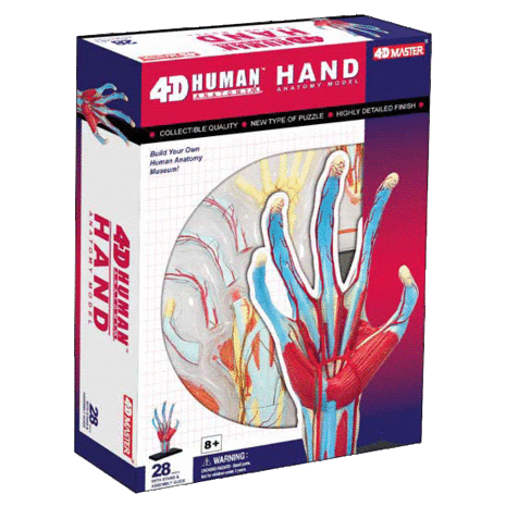 4D Master 4D puzzel - Wetenschap biologie 26057 hand 1:1.5 Scale