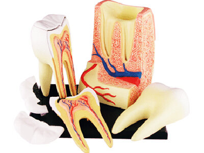 4D Master 4D puzzel - Wetenschap biologie 26061 kies met wortels 2:1 Scale