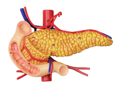 4D Master 4D puzzel - Wetenschap biologie 26065 maag 1:2 Scale