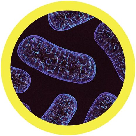 Giant Microbes Orgaan - Wetenschap biologie mitochondria