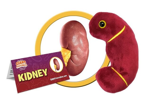 Giant Microbes Orgaan - Wetenschap biologie nier