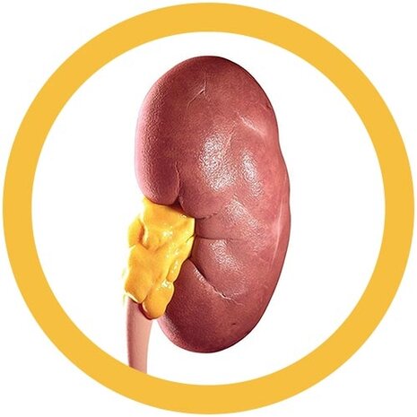 Giant Microbes Orgaan - Wetenschap biologie nier
