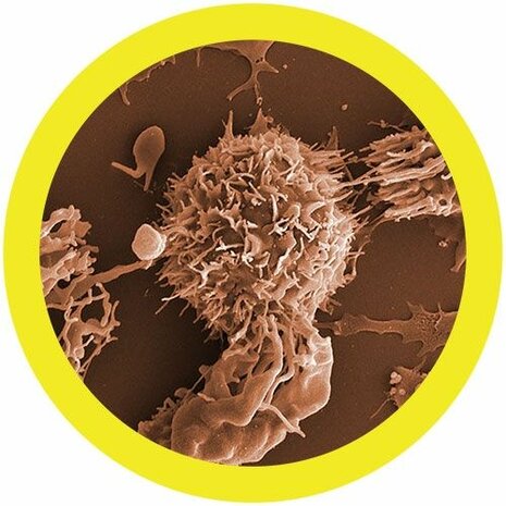 Giant Microbes Plush - Science Biology Cell Leukemia Malignant Neoplasm