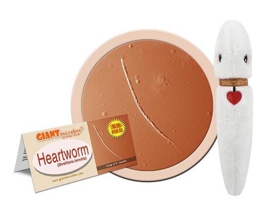 Giant Microbes plush version of heartworm (Dirofilaria Immitis)