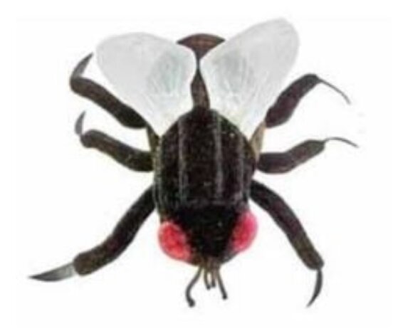 Giant Microbes plush version of a housefly (Musca Domestica)