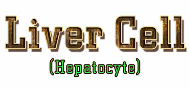 Giant Microbes Liver cell (Lever cel - Hepatocyte)
