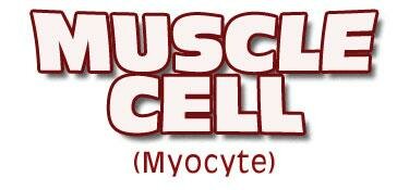 Giant Microbes Muscle Cell (spiercel)