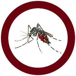 Giant Microbes Original - Wetenschap biologie pluche gelekoortsmug (Aedes Aegypti Mosquito)