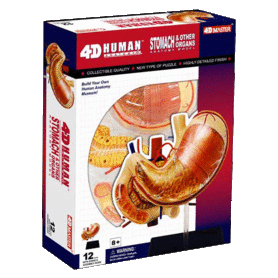 4D Master 4D puzzel - Wetenschap biologie 26065 maag 1:2 Scale