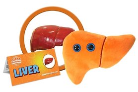 Giant Microbes Organ - Science Biology Liver