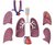 4D Master 4D puzzel - Wetenschap biologie Super Deluxe 26080 torso 1:2,5 Scale
