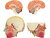4D Master 4D puzzel - Wetenschap biologie Super Deluxe 26080 torso 1:2,5 Scale