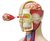 4D Master 4D puzzel - Wetenschap biologie Super Deluxe 26080 torso 1:2,5 Scale