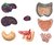 4D Master 4D puzzel - Wetenschap biologie Super Deluxe 26080 torso 1:2,5 Scale