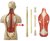 4D Master 4D puzzel - Wetenschap biologie Super Deluxe 26080 torso 1:2,5 Scale