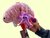 Giant Microbes Gigantic - Wetenschap biologie deluxe pluche orgaan hersenen